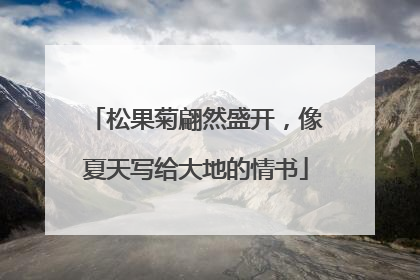 松果菊翩然盛开，像夏天写给大地的情书